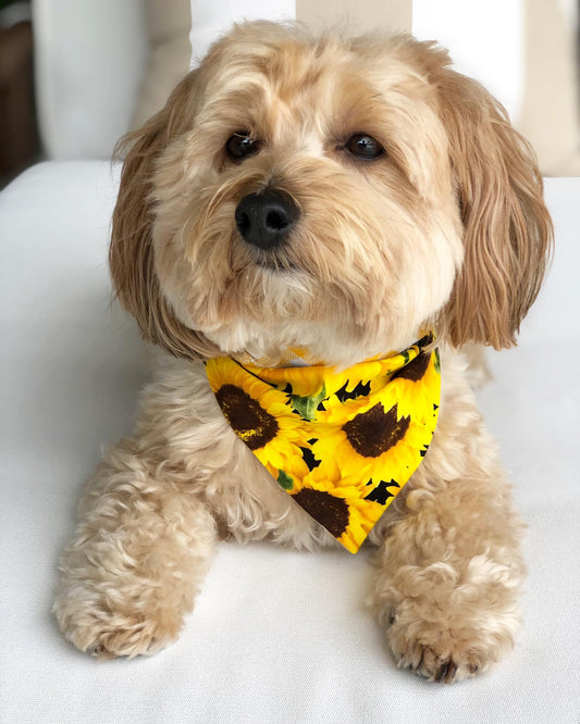 Sunflowers & Brown Gingham